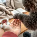 Dlaczego kot gryzie podczas głaskania?