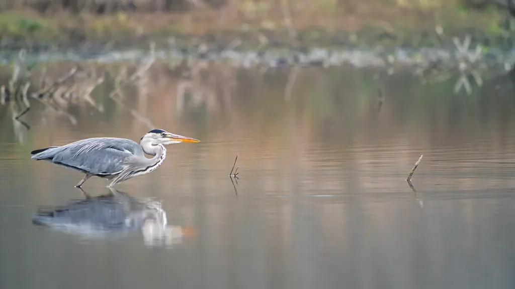 Etyka obserwacji i fotografowania ptaków