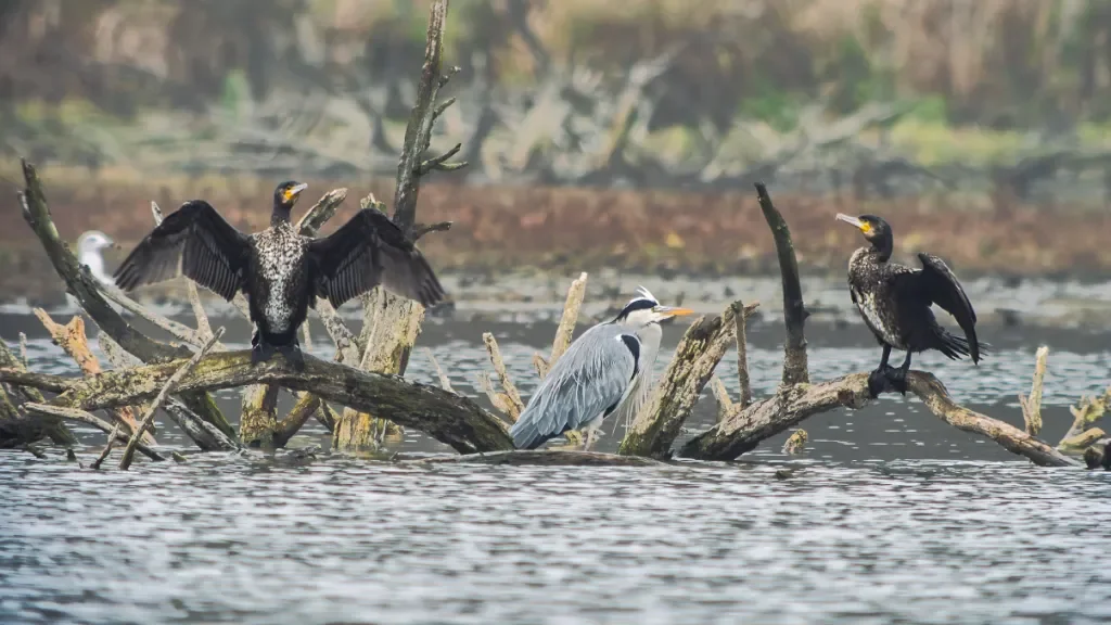 Na czym polega digiscoping